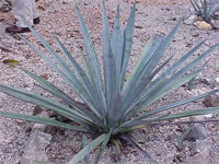 agave.jpg